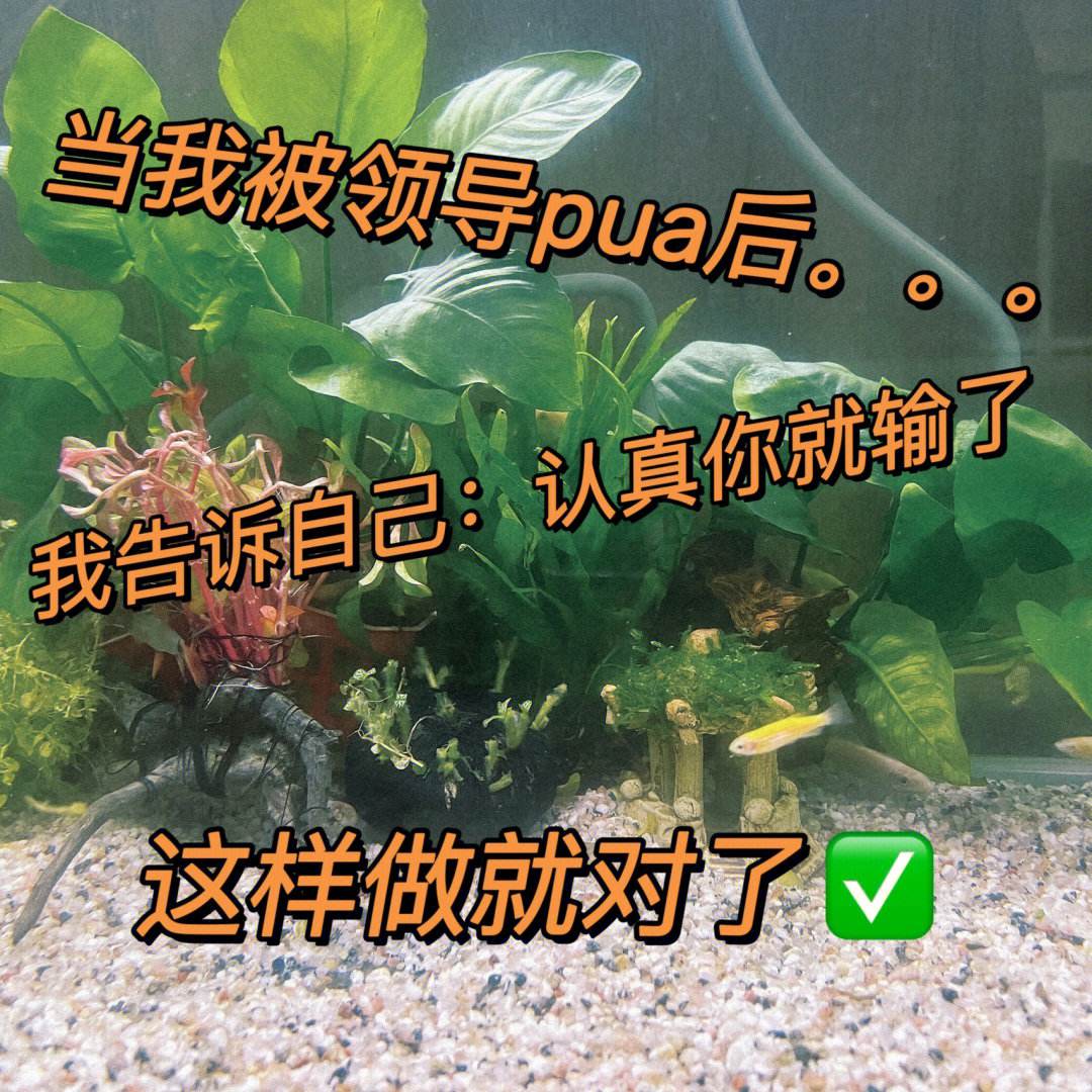 阿尔艾因豪取一胜，实力无需怀疑的简单介绍